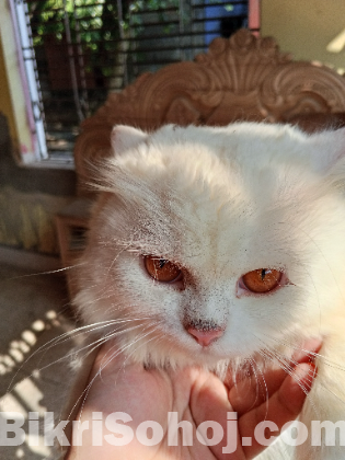 Pure long breed 3 coded Persian cat